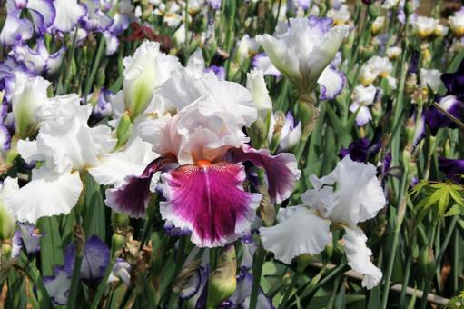 ジャーマンアイリス　咲く風景 鮮やか,ジャーマンアイリス,美しいの写真素材