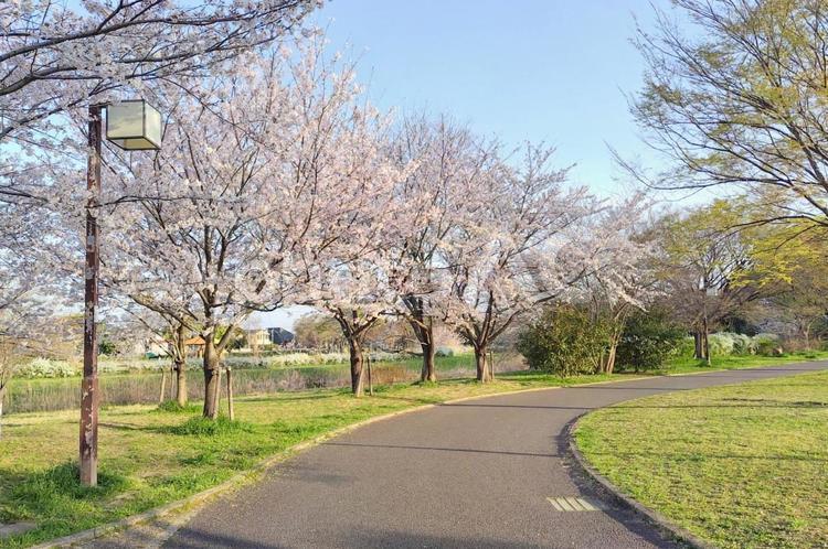 桜並木道のある公園 桜,公園,道の写真素材