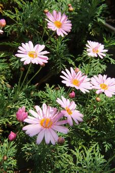 マーガレット 咲く風景 マーガレット 咲く風景 マーガレット,草花,春の写真素材