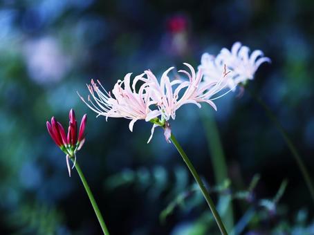 Red spider lilies blooming in the autumn field, JPG Red spider lilies blooming in the autumn field, JPG
