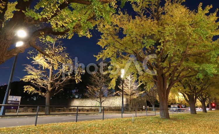 落ち葉の行幸通り 行幸通り,銀杏,落ち葉の写真素材
