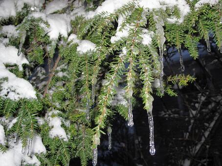 雪をまとった針葉樹とつらら 雪,冬,つららの写真素材