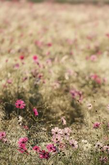 優しい光に包まれるコスモス畑_縦 コスモス,秋,花畑の写真素材