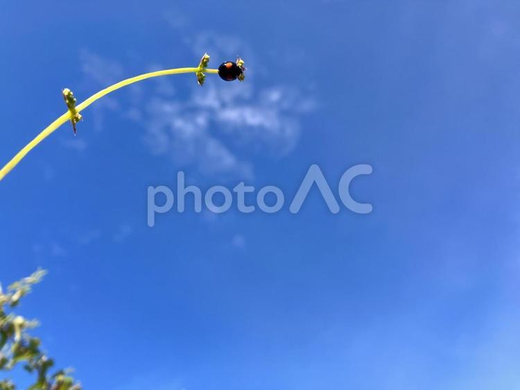 てんとう虫と青空 てんとう虫,空,青空の写真素材
