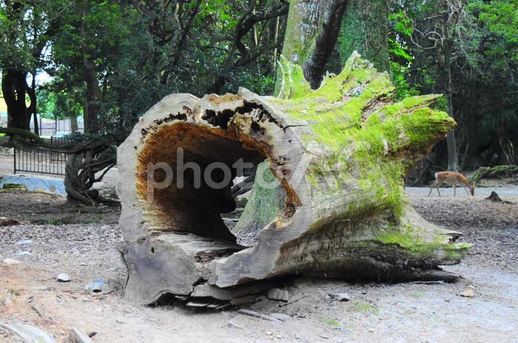 倒木 自然,木,木材の写真素材