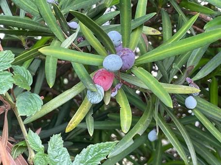イヌマキの実　赤紫色　青色　緑色　果托 イヌマキの実,赤紫色,青色の写真素材