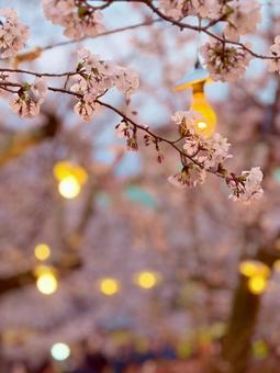 夜桜と灯りのハーモニー 夜桜と灯りのハーモニーの写真