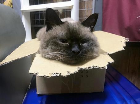 箱ネコ 箱ネコ ネコ,シャムネコ,癒しの写真素材