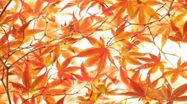 16x9 Red Maple Background, JPG