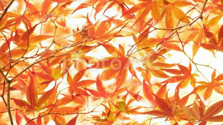 16×9の赤モミジ背景 紅葉,赤もみじ,秋の写真素材
