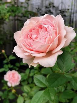 ベランダのバラ・ローブデコルテ バラ,薔薇,ローブデコルテの写真素材