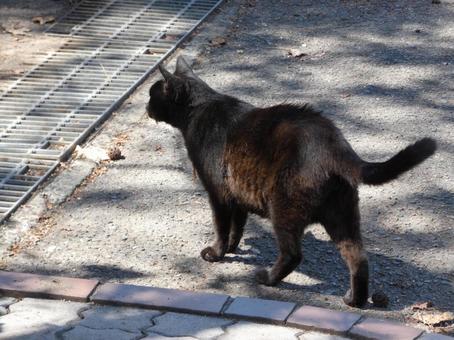さくらねこ02 さくらねこ02の写真