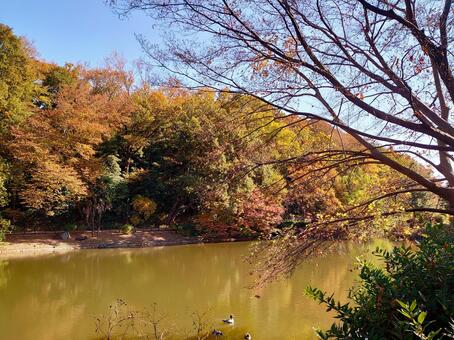 色彩豊かな木々が映える池と水鳥の群れ 池,沼,水辺の写真素材