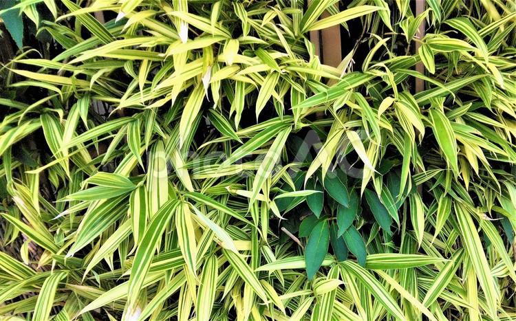涼し気な竹の生垣 竹,竹垣,生垣の写真素材