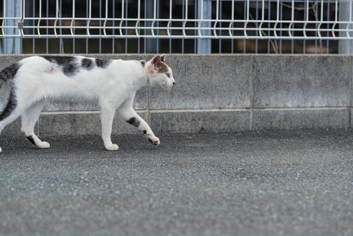 一点を見つめて歩く牛柄猫 牛柄猫,ハチワレ猫,地域猫の写真素材
