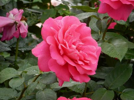 【薔薇の写真】バラの花 【薔薇の写真】バラの花 の写真