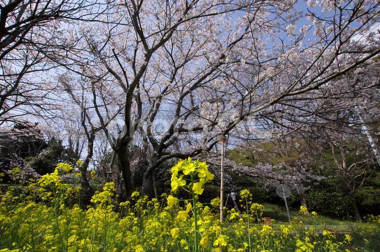 桜と菜の花 桜,菜の花,菜花の写真素材
