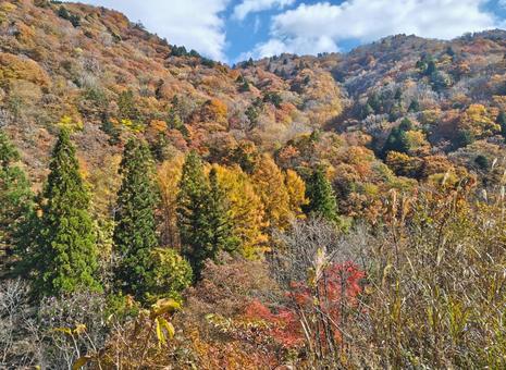 2025　せせらぎ街道⑥ 秋,紅葉,綺麗の写真素材
