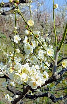 鮮やか 春,梅,花の写真素材