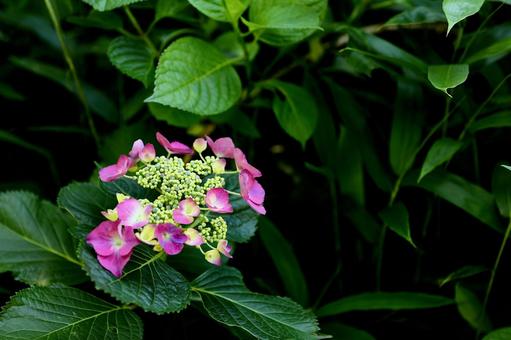 谷厳寺の紫陽花6 谷厳寺の紫陽花6の写真