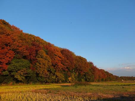 紅葉と空 紅葉,田畑,田の写真素材