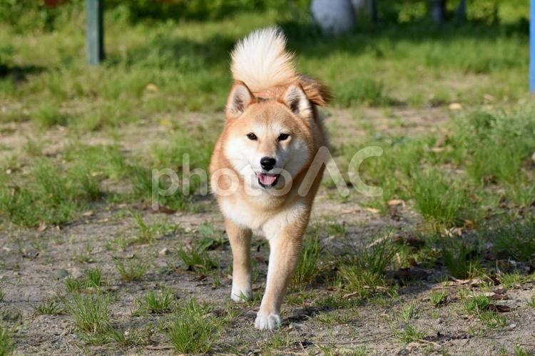 柴犬・笑顔・走る 柴犬,柴,犬の写真素材