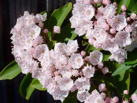 アメリカシャクナゲの花 アメリカシャクナゲの花の写真