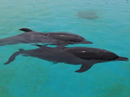 沖縄・美ら海水族館 沖縄・美ら海水族館 沖縄,美ら海水族館,イルカの写真素材