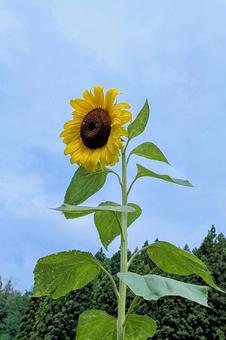 背の高いひまわり 背の高いひまわり ひまわり,花,植物の写真素材