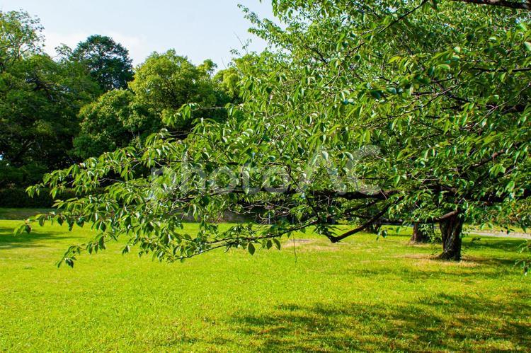 生い茂る新緑 森林,葉,影の写真素材