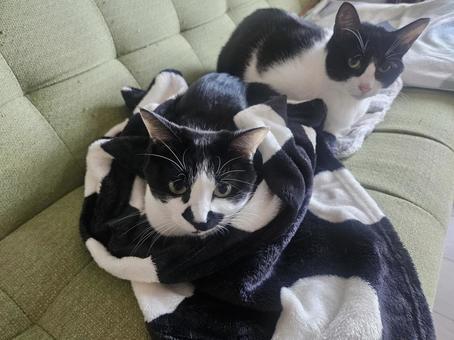 ハチワレ姉猫母猫 ハチワレ姉猫母猫の写真