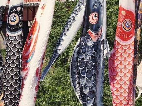 こいのぼりそよそよ こいのぼりそよそよの写真