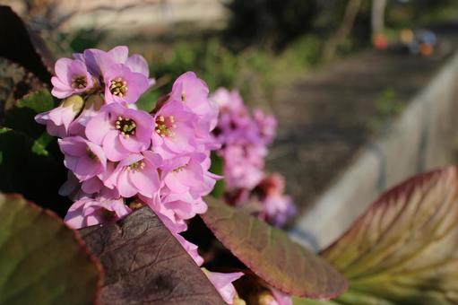 春の庭花たち その1 春の庭花たち その1の写真