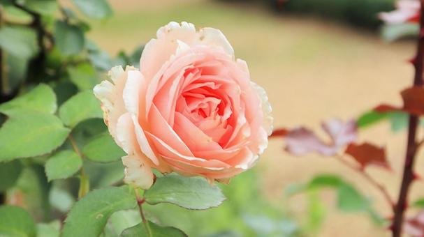 河津バカテル公園　秋バラ 薔薇,秋,花の写真素材