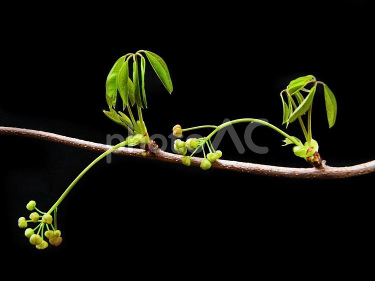 アケビ　新芽と蕾 あけび,花,新葉の写真素材