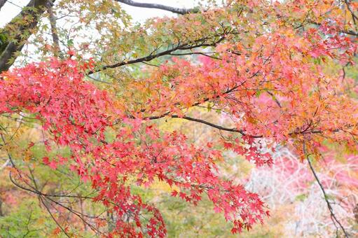 善峯寺の紅葉 善峯寺,紅葉,秋の写真素材
