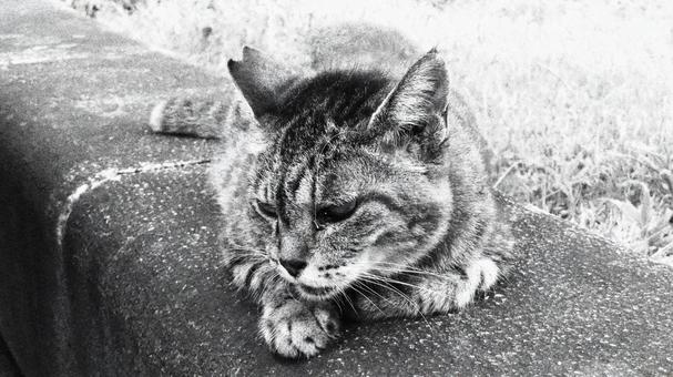 夕涼みが日課のもふもふであざとい猫様 夕涼みが日課のもふもふであざとい猫様 猫,キジトラ,寝そべるの写真素材