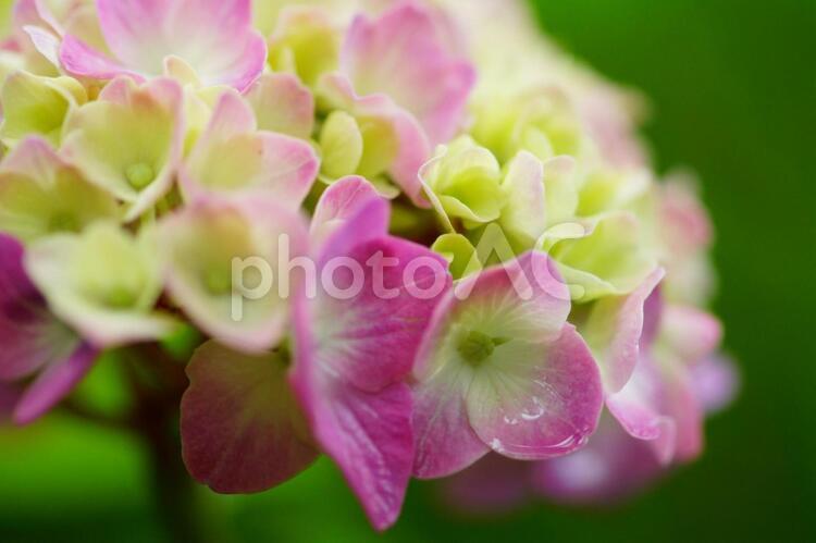 雨上がりの美しい紫陽花 アジサイ,紫陽花,雨上がりの写真素材