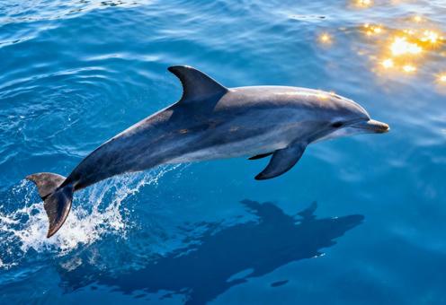 青い海の上を豪快にジャンプしているイルカ 青い海の上を豪快にジャンプしているイルカの写真