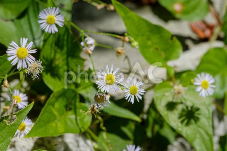 日差しを浴びるヒメジョオン ヒメジョオン,花,花びらの写真素材