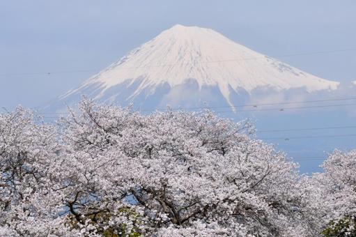 富士山と桜 富士山,桜,春の写真素材