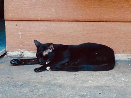 寝そべって眠る黒猫 寝そべって眠る黒猫 猫,ネコ,ねこの写真素材