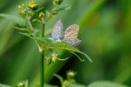 黄色い花にとまるシジミチョウ 黄色い花にとまるシジミチョウ 蝶,昆虫,チョウの写真素材