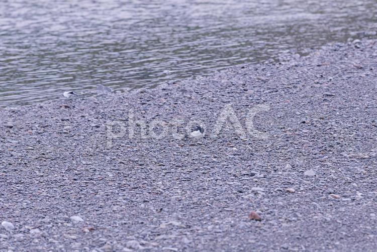河原を歩くかわいいセグロセキレイ セグロセキレイ,野鳥,小鳥の写真素材