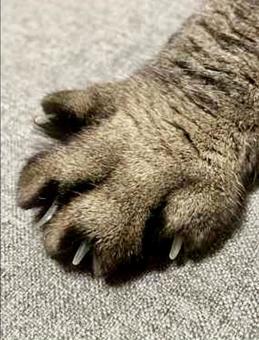 猫の足 猫の足の写真