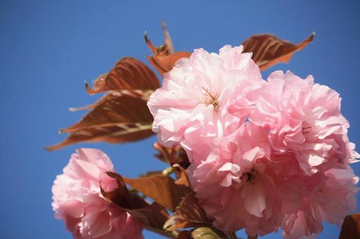庭の八重桜03 庭の八重桜03の写真