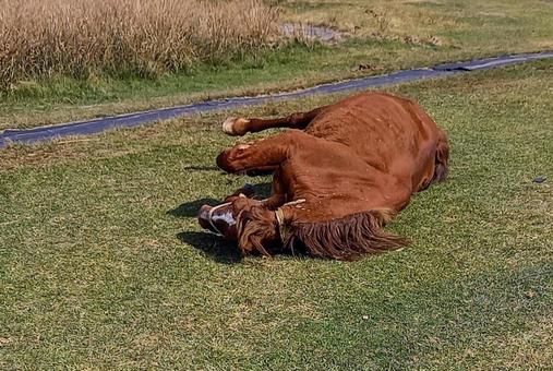 倒れている馬の写真