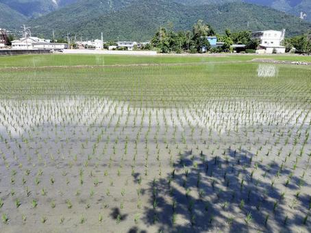 台東 関山の風景 台東 関山の風景の写真