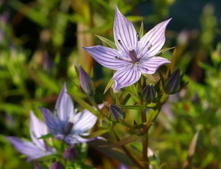 ムラサキセンブリの写真