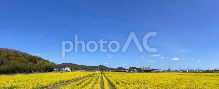 春の菜の花畑と晴れの日の空パノラマ風景 菜の花,菜の花畑,春の写真素材